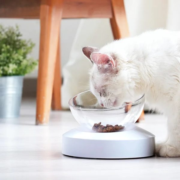 Plastic Pet Bowl