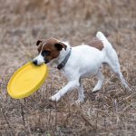 Bite Resistant Training Frisbee Pet Toy Eva Material