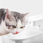 Cat Water Dispenser