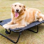 Elevated Raised Small Dog Bed Cots