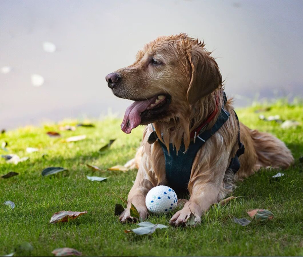 Dog's toy ball