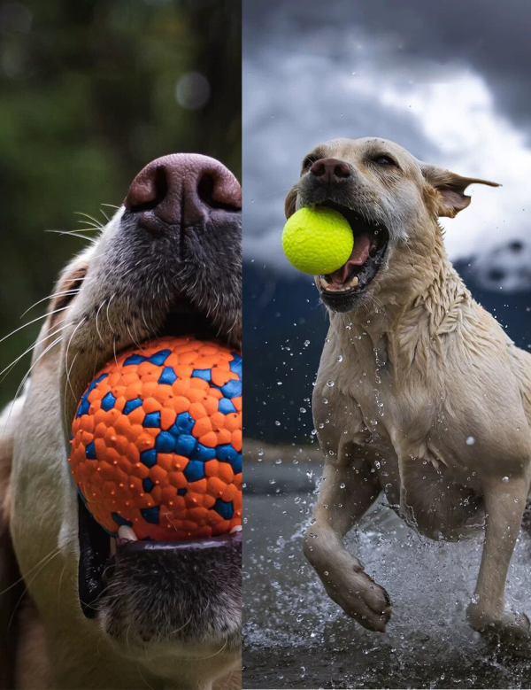 Dog's toy ball